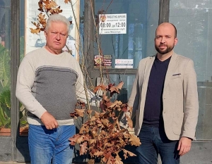 100 дъбови фиданки замениха изсъхналите борове в с. Михалци